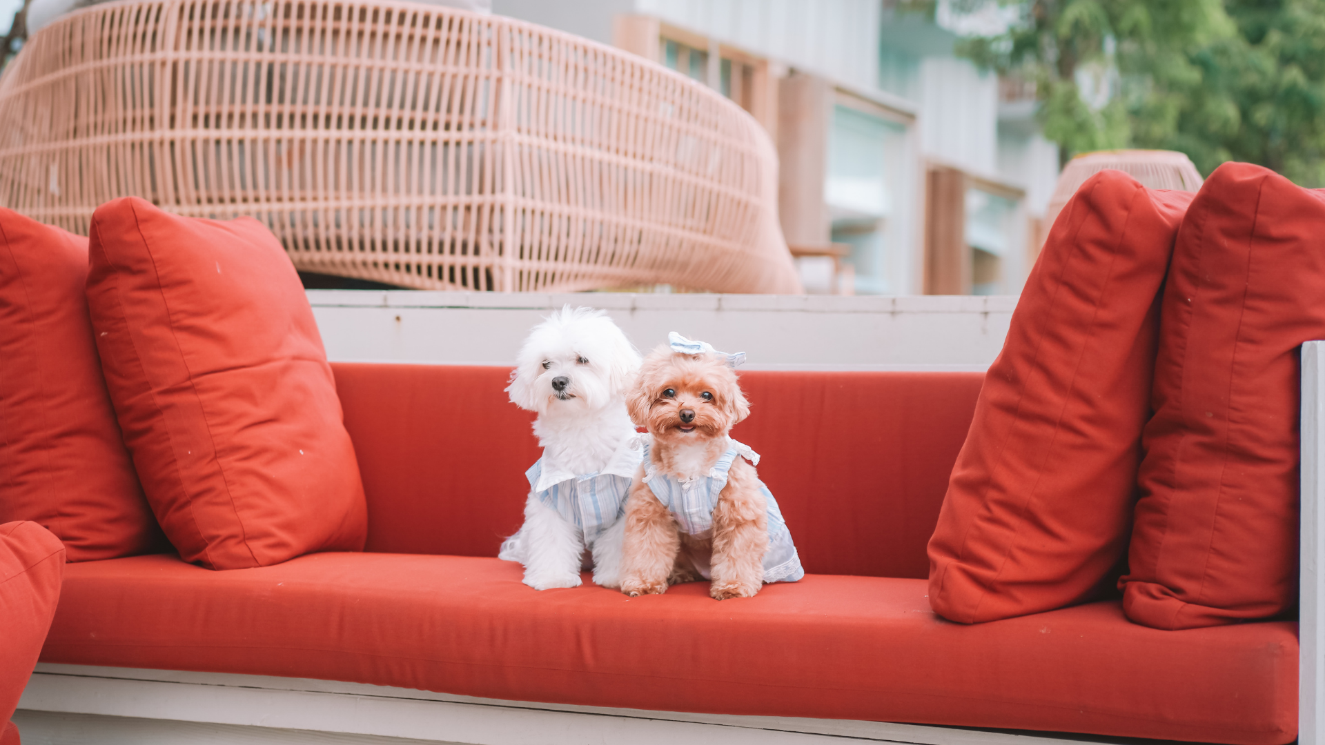 sbi Dog Friendly Stays (2)